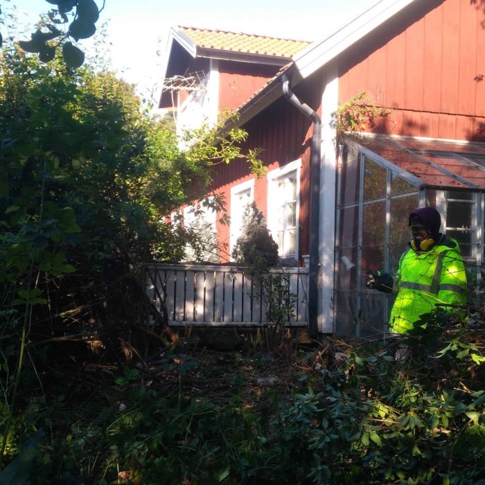 Joelsträdgård - Föryngring av Forsythia i Upplandsväsby