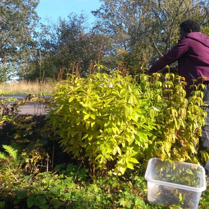 Joelsträdgård - Höst städning i Sollentuna