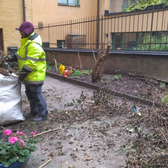 Joelsträdgård - Bortforsling av grenar och ris från innergård i stockholm