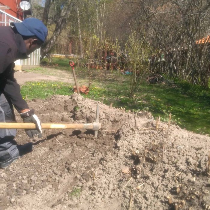 Joelsträdgård - Bekämpning av parkslide i upplandsväsby