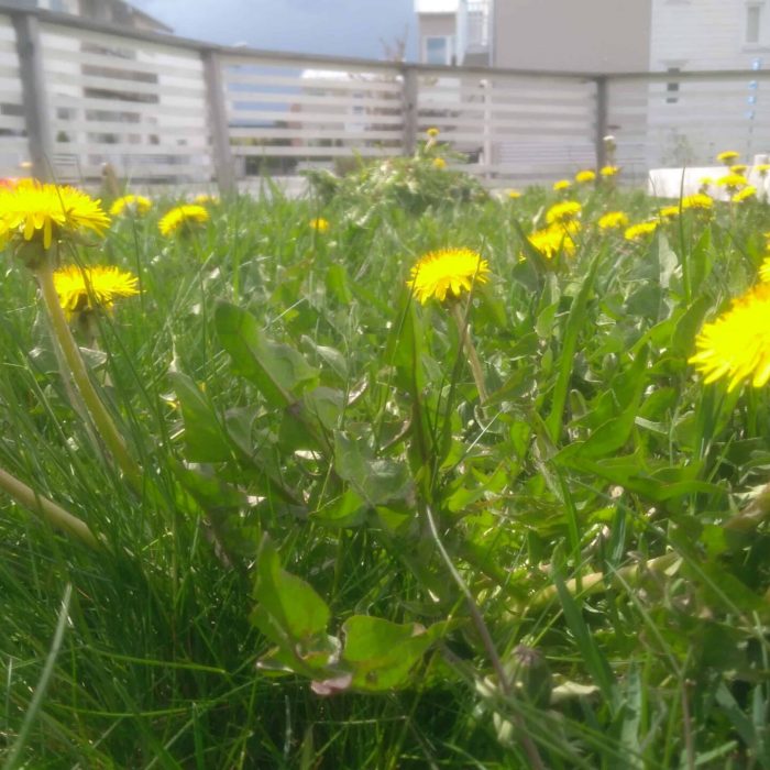 Joelsträdgård - Bekämpning av maskrosor i Spånga